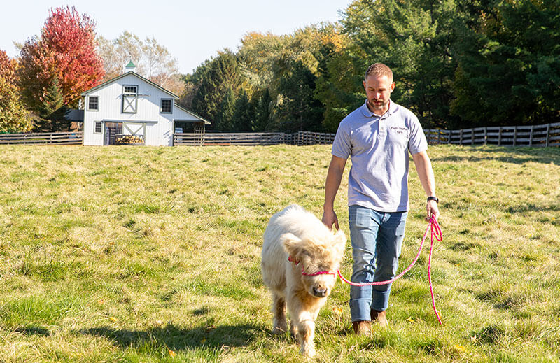 Adam walking a cow in the field