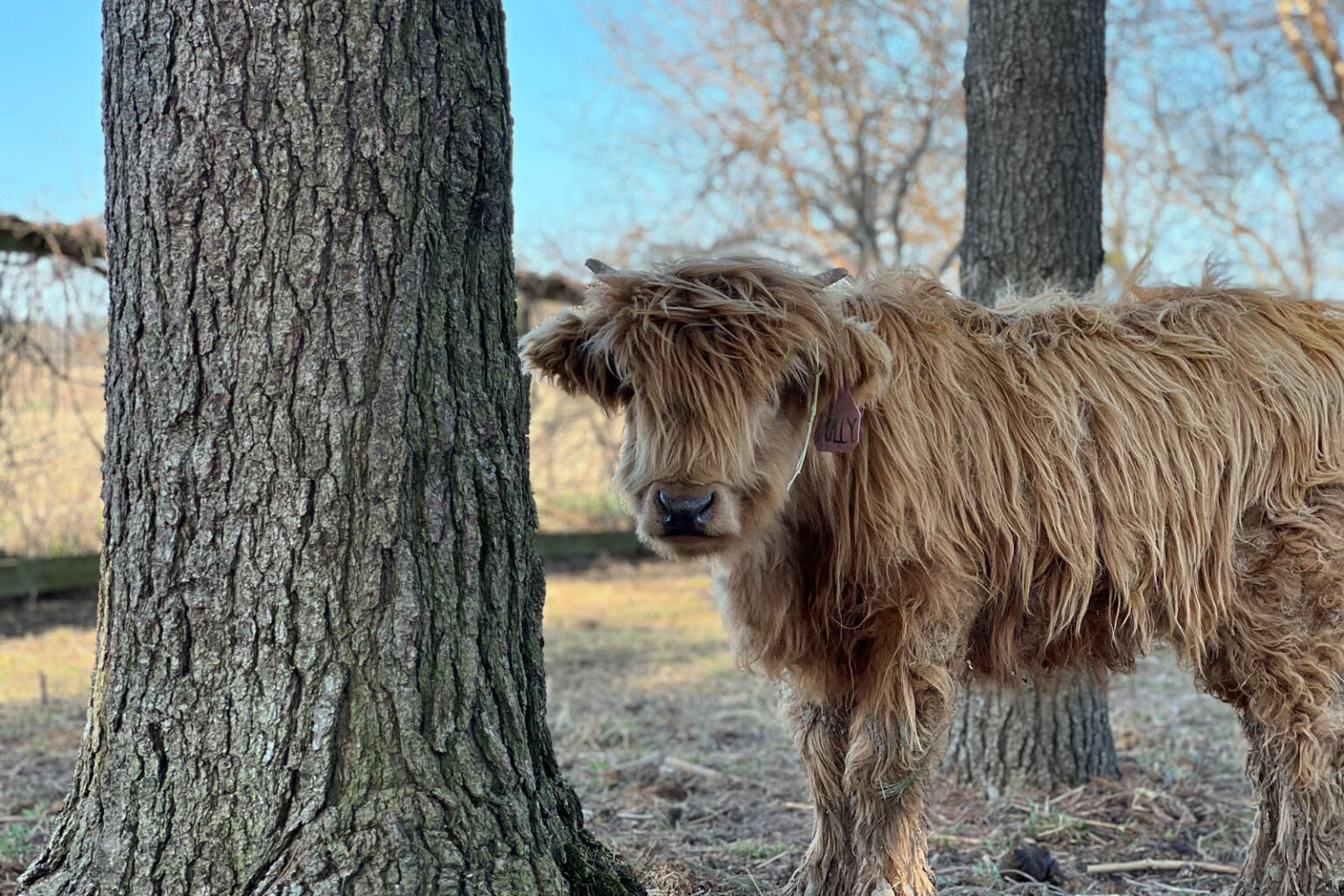 Meet Polly Fluffy Feather Farm