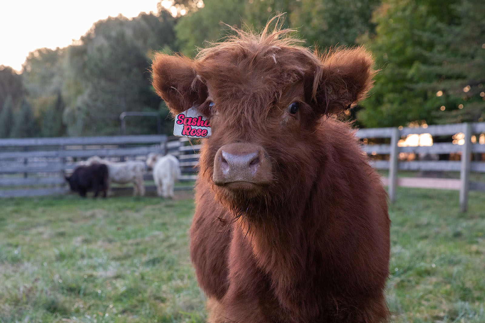 Meet Sasha Rose - Fluffy Feather Farm