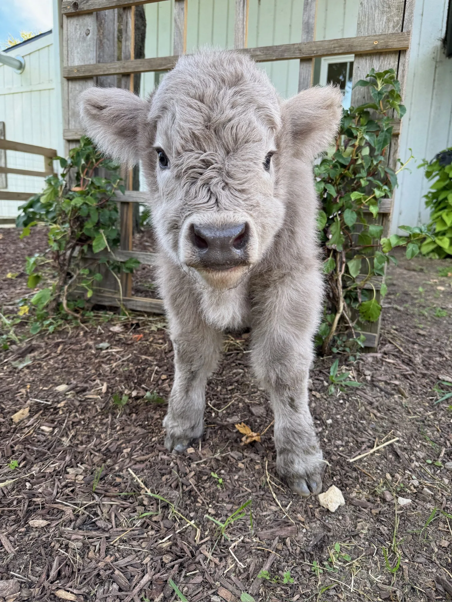 APRIL'S BABY BOY, bull calf Miniature Highland Cattle, Fluffy Feather Farm