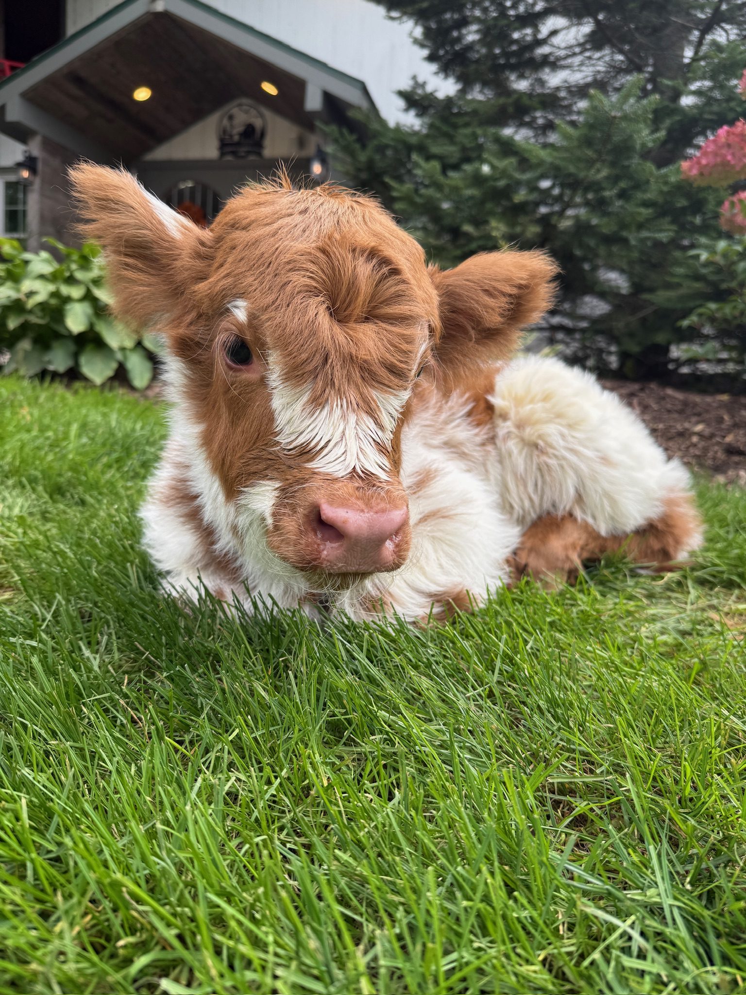 COCONUT'S BABY GIRL, heifer Miniature Highland Cattle, Fluffy Feather Farm