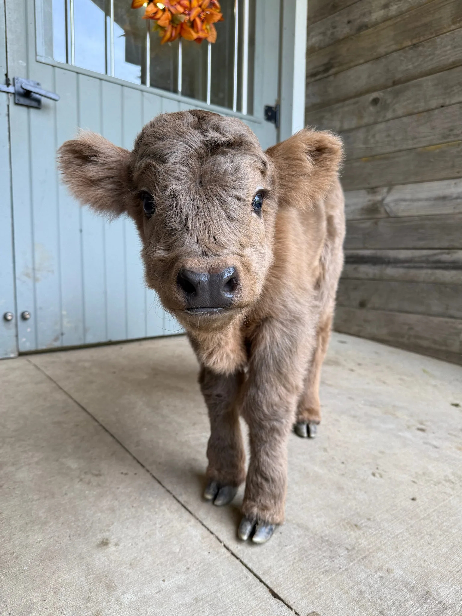 MILEY'S BABY BOY, bull calf Miniature Highland Cattle, Fluffy Feather Farm