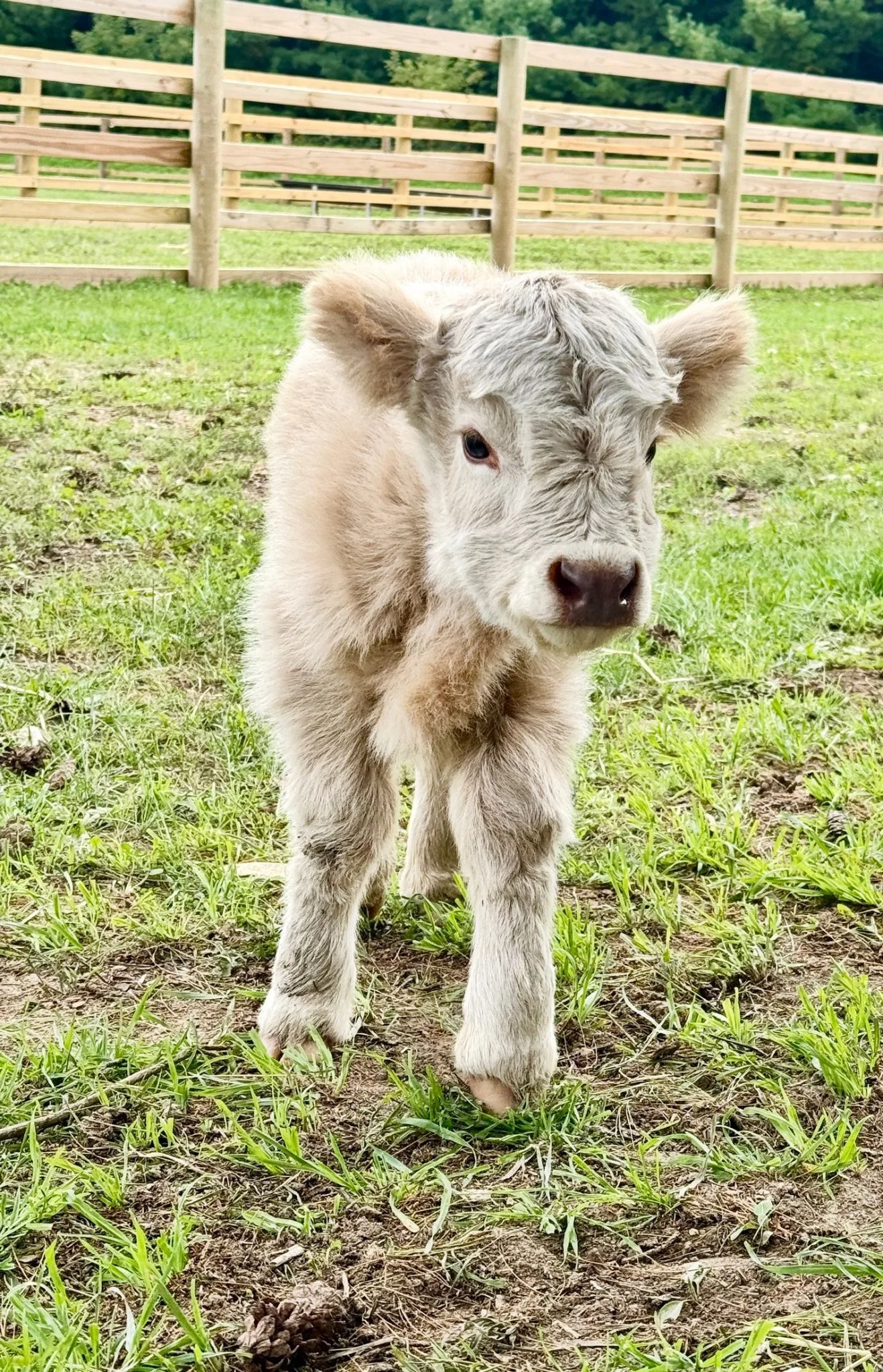 QUEENIE'S BABY BOY, bull calf Miniature Highland Cattle, Fluffy Feather Farm
