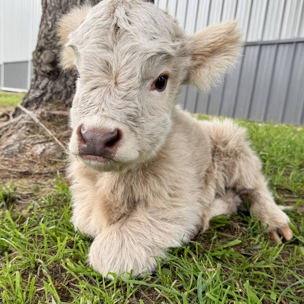 Queenie's fluffy Highland bull calf resting in the grass at Fluffy Feather Farm