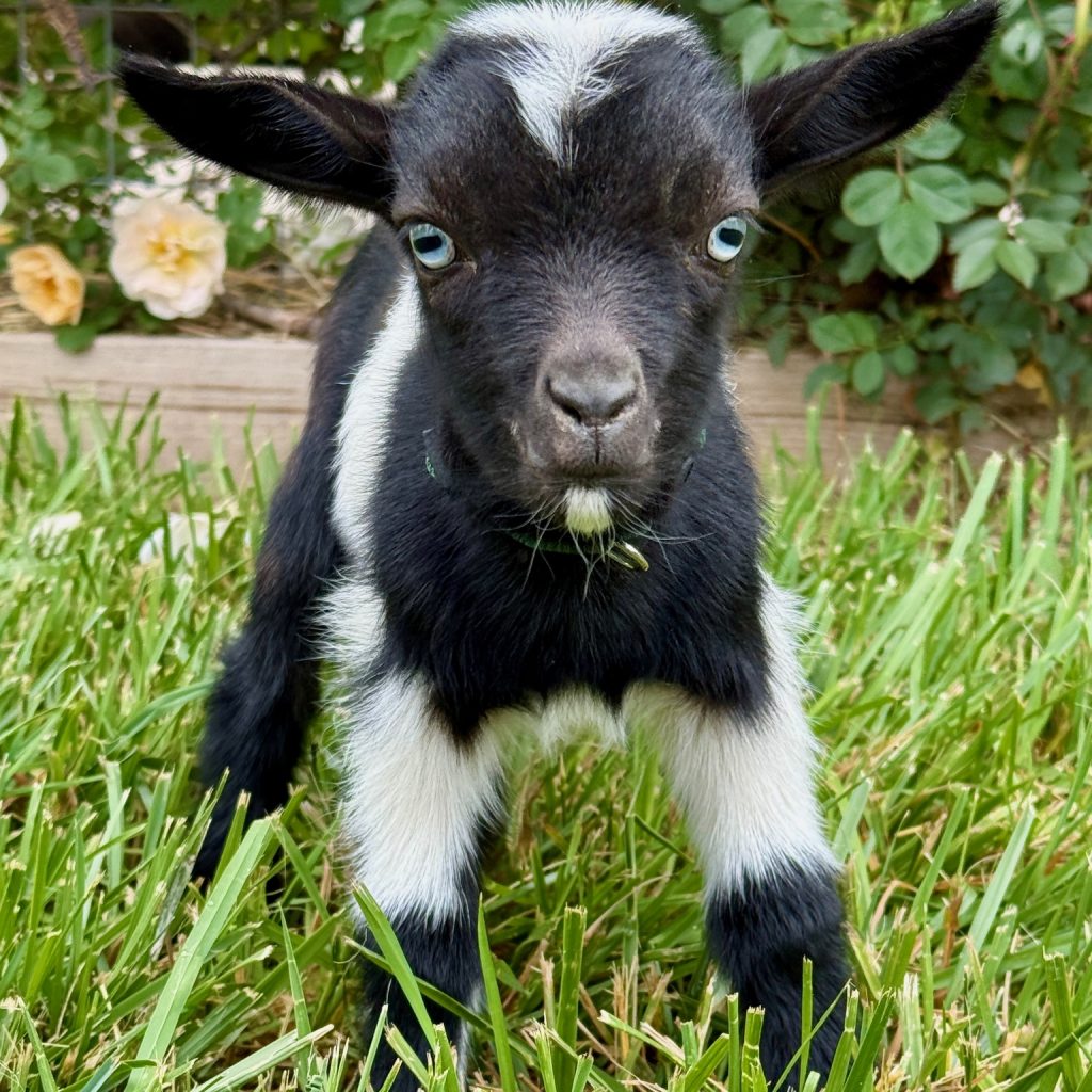 Alfalfa