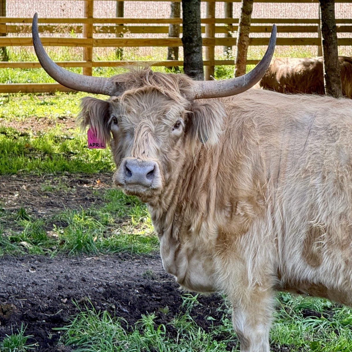 April, Miniature Highland Cattle dam, Fluffy Feather Farm