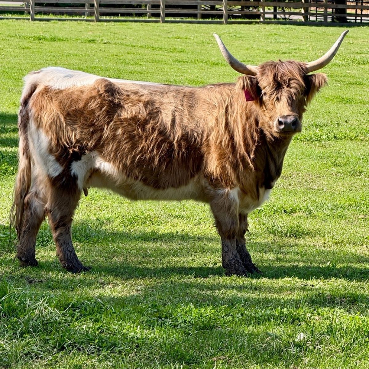 Coconut, Miniature Highland Cattle dam, Fluffy Feather Farm