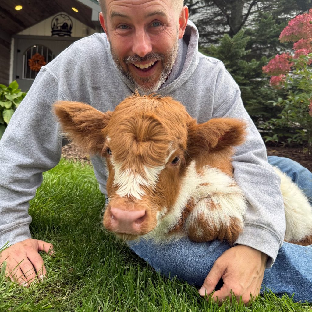 COCONUT'S BABY GIRL, heifer Miniature Highland Cattle, Fluffy Feather Farm