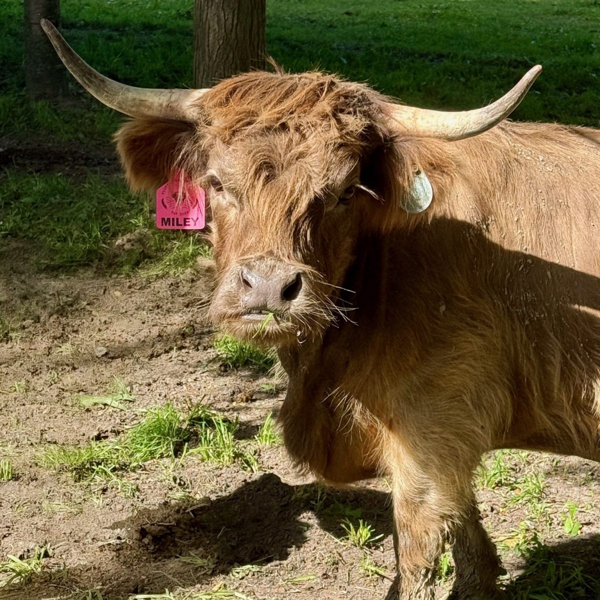 Miley, Miniature Highland Cattle dam, Fluffy Feather Farm