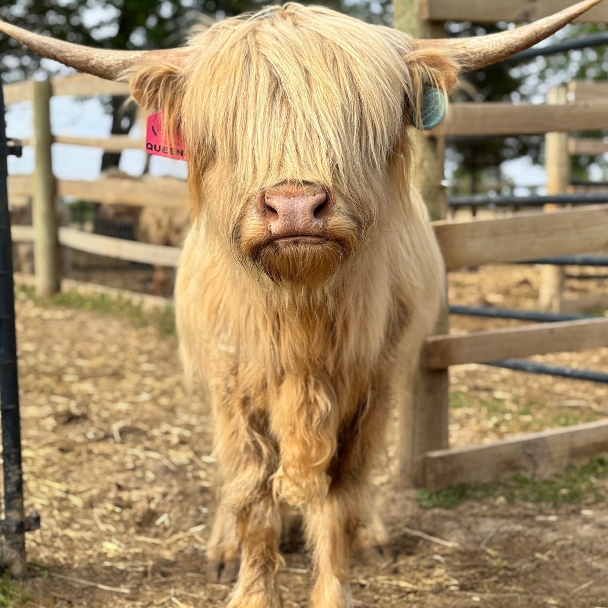 Queenie, Miniature Highland Cattle dam, Fluffy Feather Farm