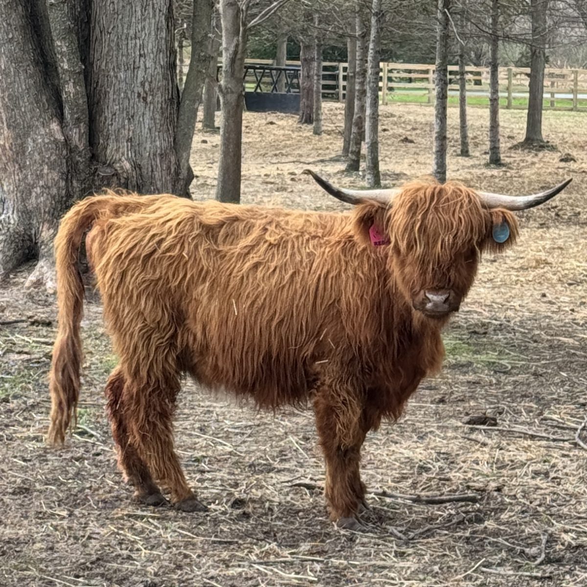 reba reba